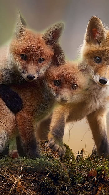 super cute baby foxes