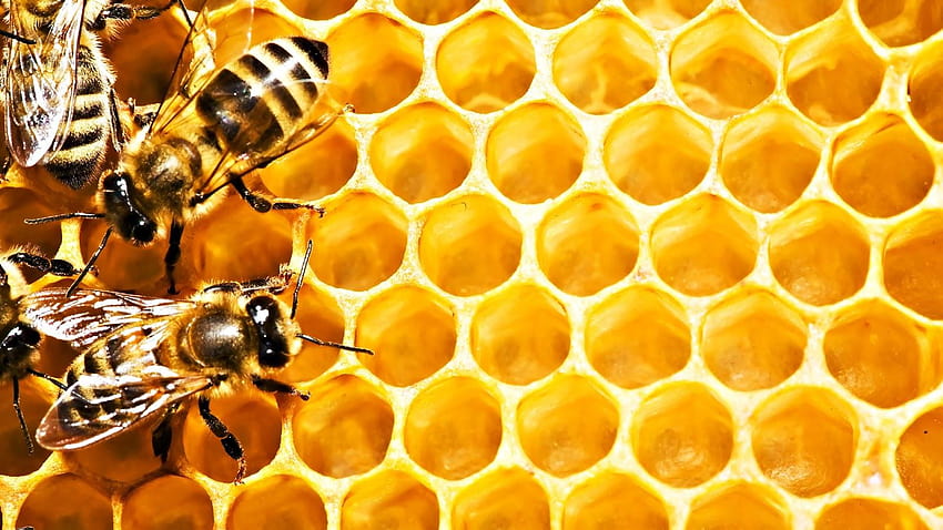 Última abeja y colmena fondo de pantalla