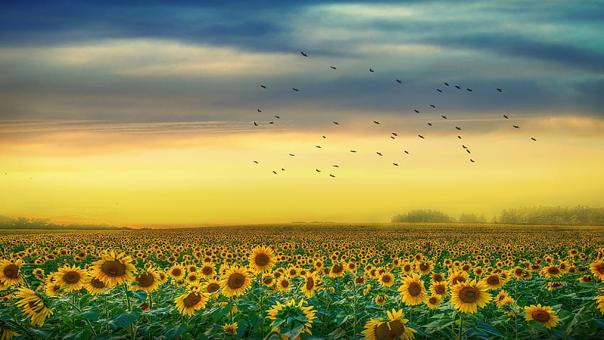 Sunflower Fields Backgrounds HD wallpaper