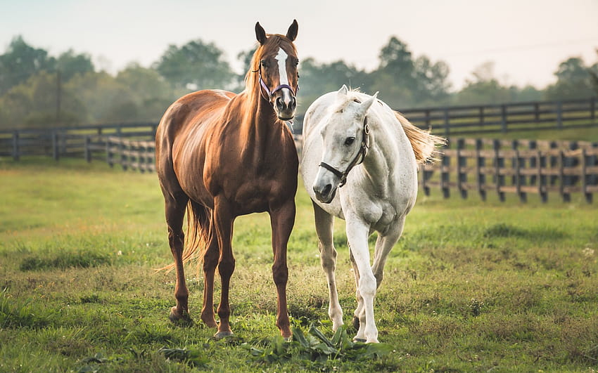 кон, поле, бял кон, кафяв кон, ферма с резолюция 1920x1200. Високо качество, конна ферма HD тапет