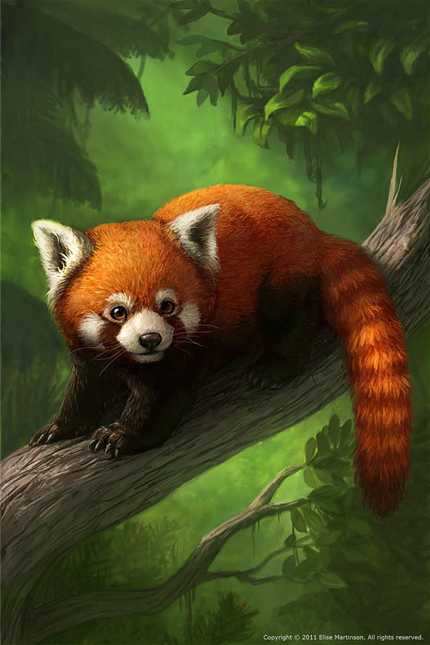 Red Panda Wallpapers - Top Free Red Panda Backgrounds - WallpaperAccess