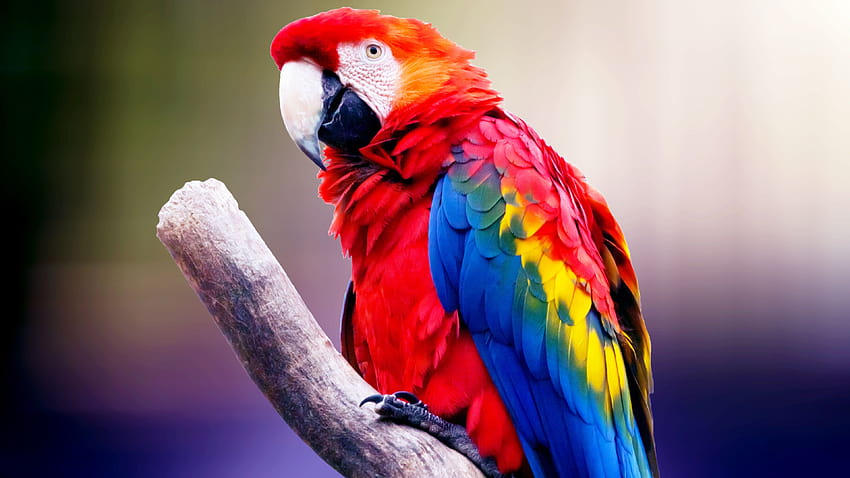 Love Bird Parrot on Branch 4K Wallpaper | HD Wallpapers
