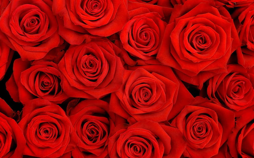 6 Red Rose, lots of red roses HD wallpaper | Pxfuel