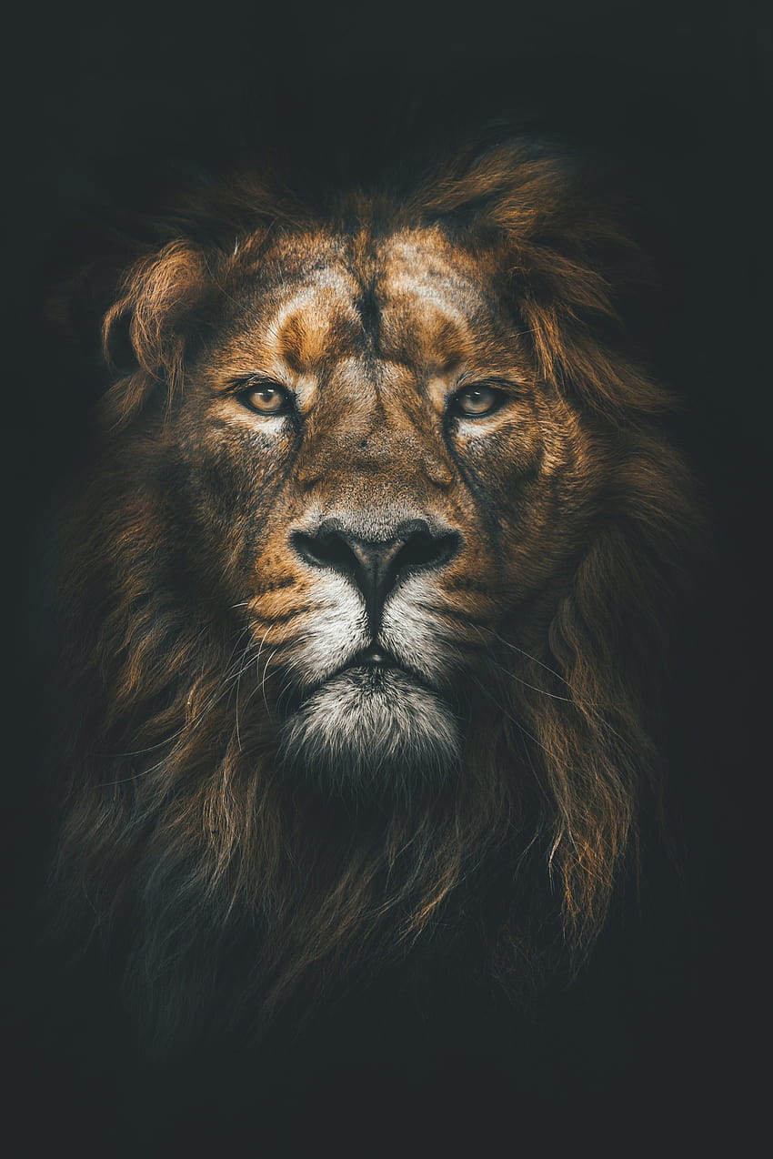 Brave Lion HD phone wallpaper