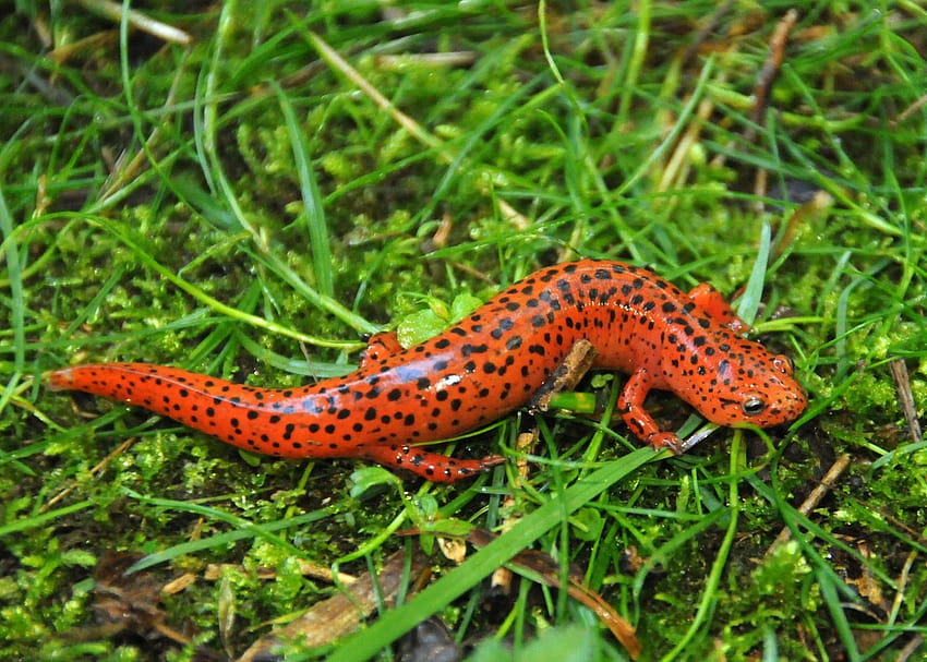 Salamander , Animal, HQ Salamander, cute salamander HD wallpaper