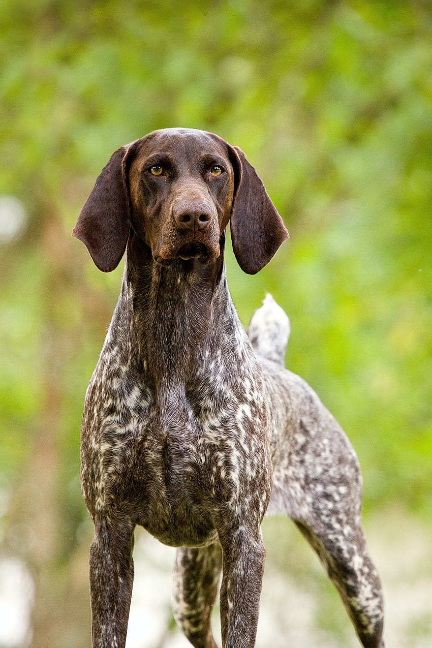 stock of german shorthaired pointer, german shorthaired pointer puppy HD phone wallpaper