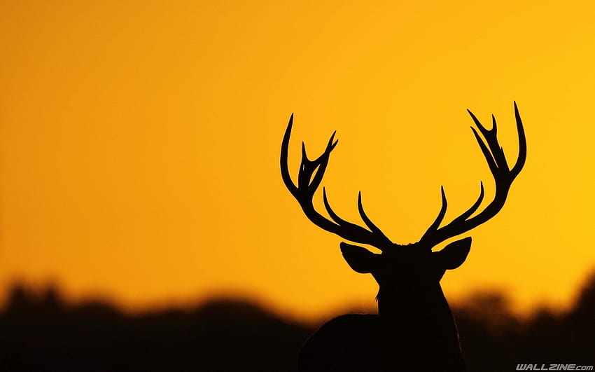 Deer Hunting, deer pc HD wallpaper
