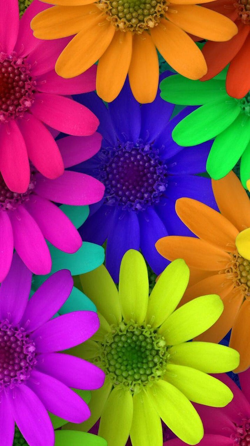 Lindas flores de colores arco iris, seaside floral rainbow HD phone wallpaper