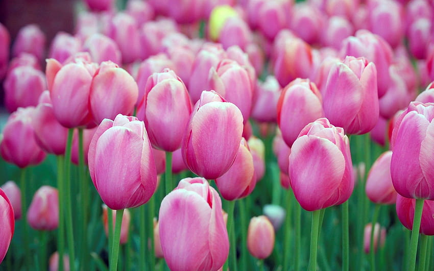 1920x1200 pink tulips backgrounds for computer, computer flowers HD wallpaper