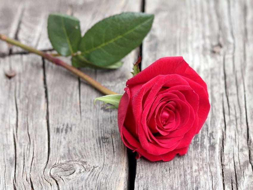 Single Red Rose, single rose HD wallpaper