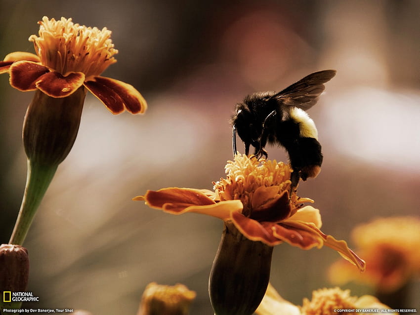 땅벌, 꿀벌, 꽃, 내셔널 지오그래픽, 금잔화 / 모바일 배경, 땅벌 HD 월페이퍼