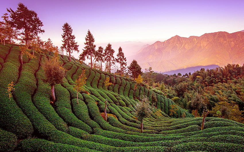 Günlük : Çay tarlası, Tayvan, çay bahçesi HD duvar kağıdı