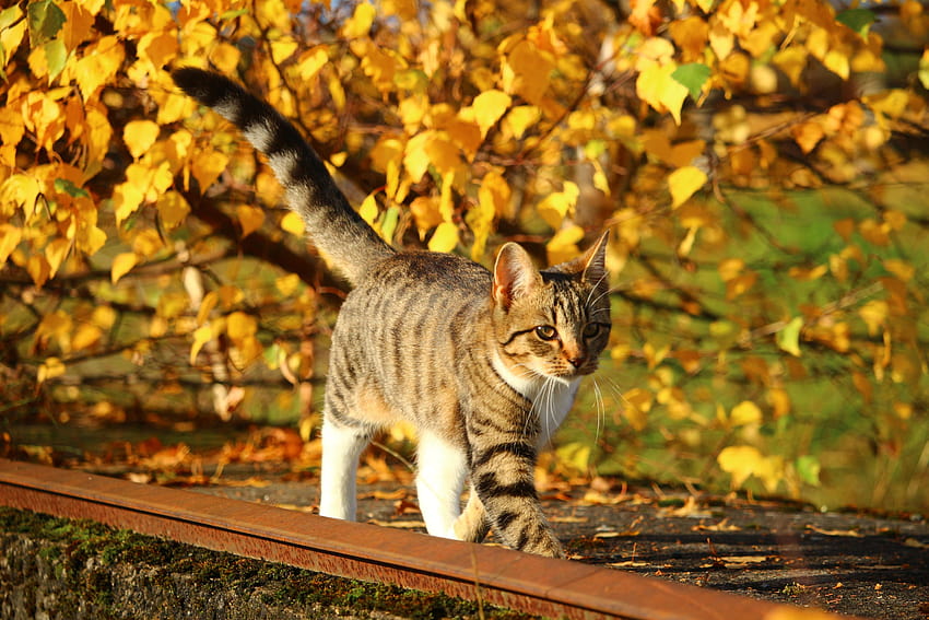 乾燥した葉の前のコンクリートパネルの上を歩く茶色のぶち猫、葉を持つ子猫 高画質の壁紙