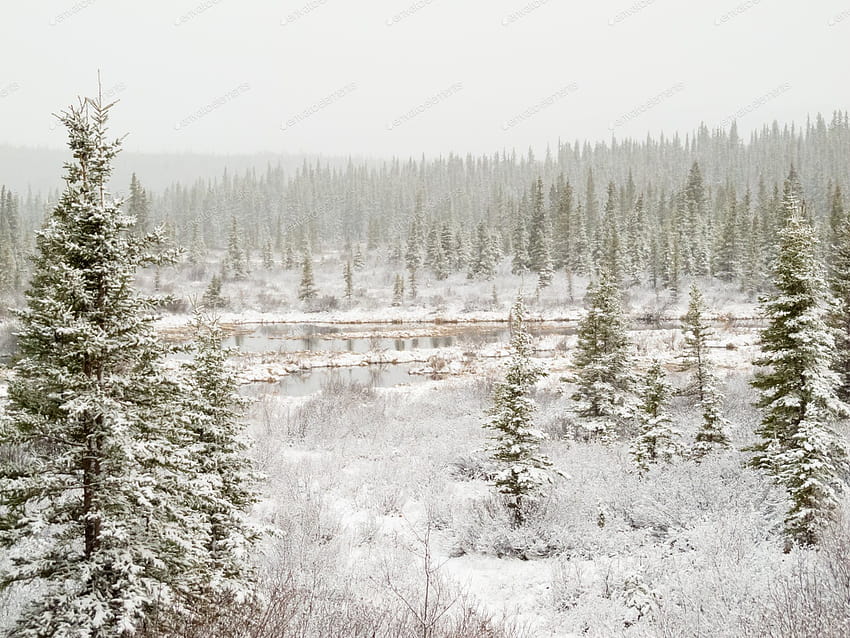 Kolam tanah rawa hutan boreal yang turun salju oleh tumpukan di Envato Elements Wallpaper HD