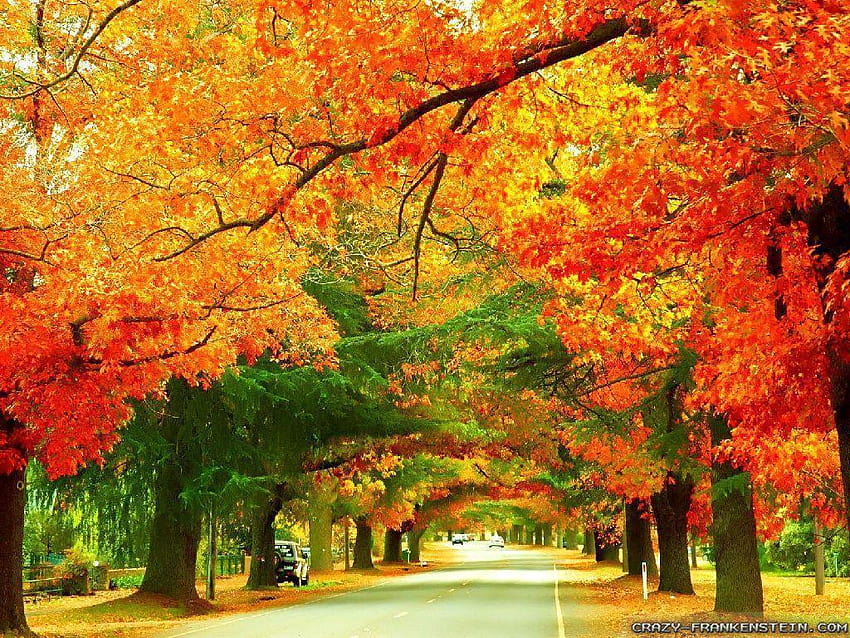 Есен в Австралия HD тапет