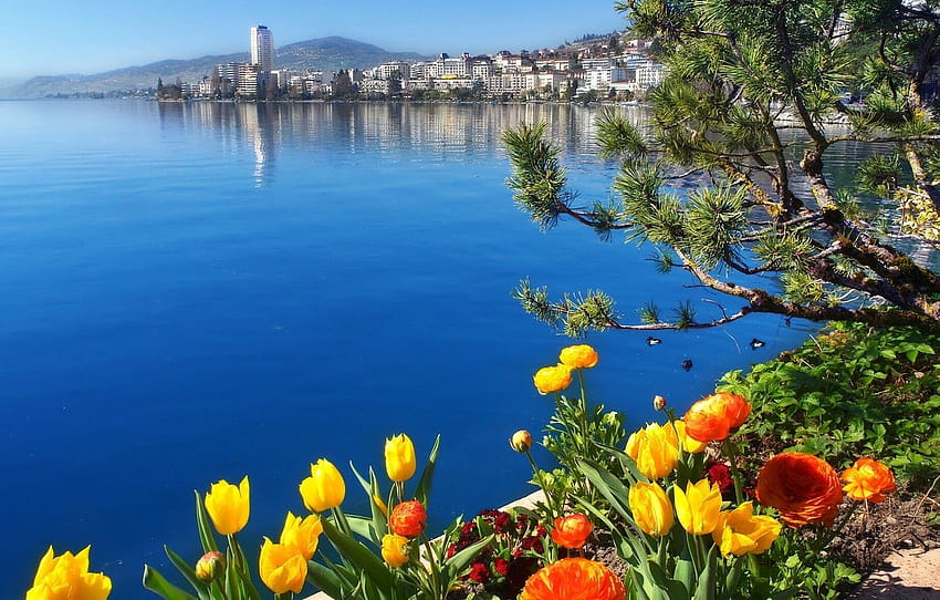 Blumen, See, Schweiz, Schweiz, Genfer See, Montreux See Schweiz HD-Hintergrundbild