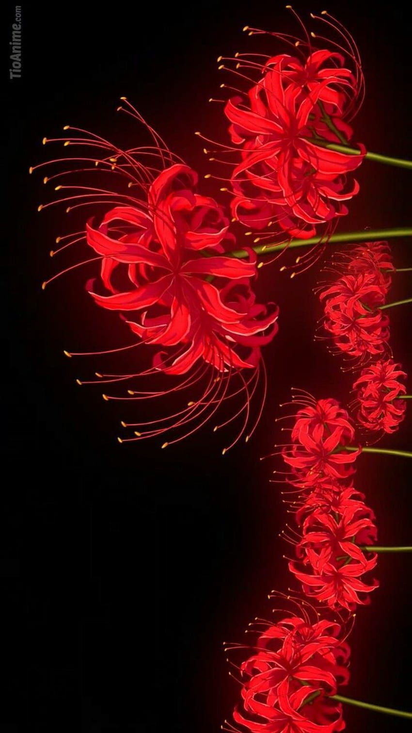 Tg die Spinnenlilie Auferstehungslilie, rote Spinnenlilie HD-Handy-Hintergrundbild