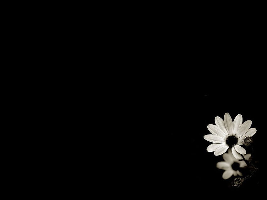 Free download flowersdark dark flowers roses 1280x1707 wallpaper flowers  [600x800] for your Desktop, Mobile & Tablet | Explore 74+ Dark Flower  Wallpaper | Flower Background, Flower Wallpapers, Flower Backgrounds