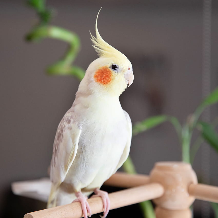 8 Top Small Pet Birds, small birds HD phone wallpaper