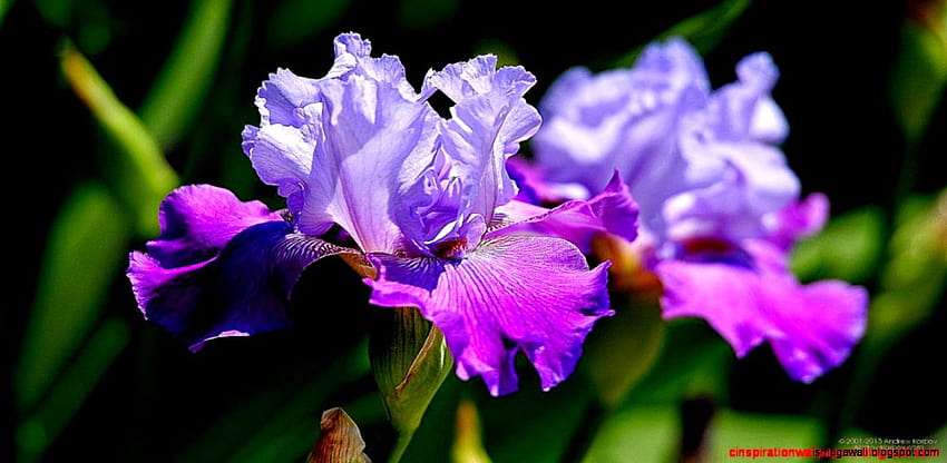 Bellissimo fiore di iris, iris Sfondo HD