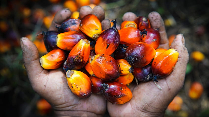 Come l'olio di palma è diventato la fonte di grassi più odiata e più utilizzata al mondo, l'olio di Sfondo HD