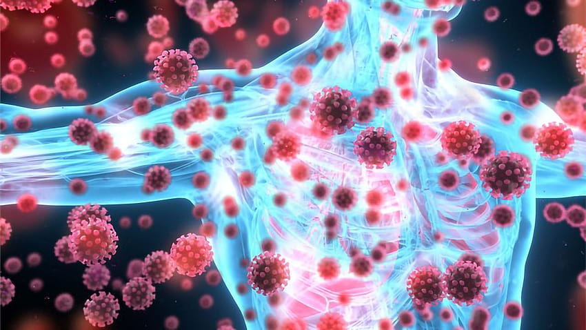 Immune Response in COVID, immune system HD wallpaper