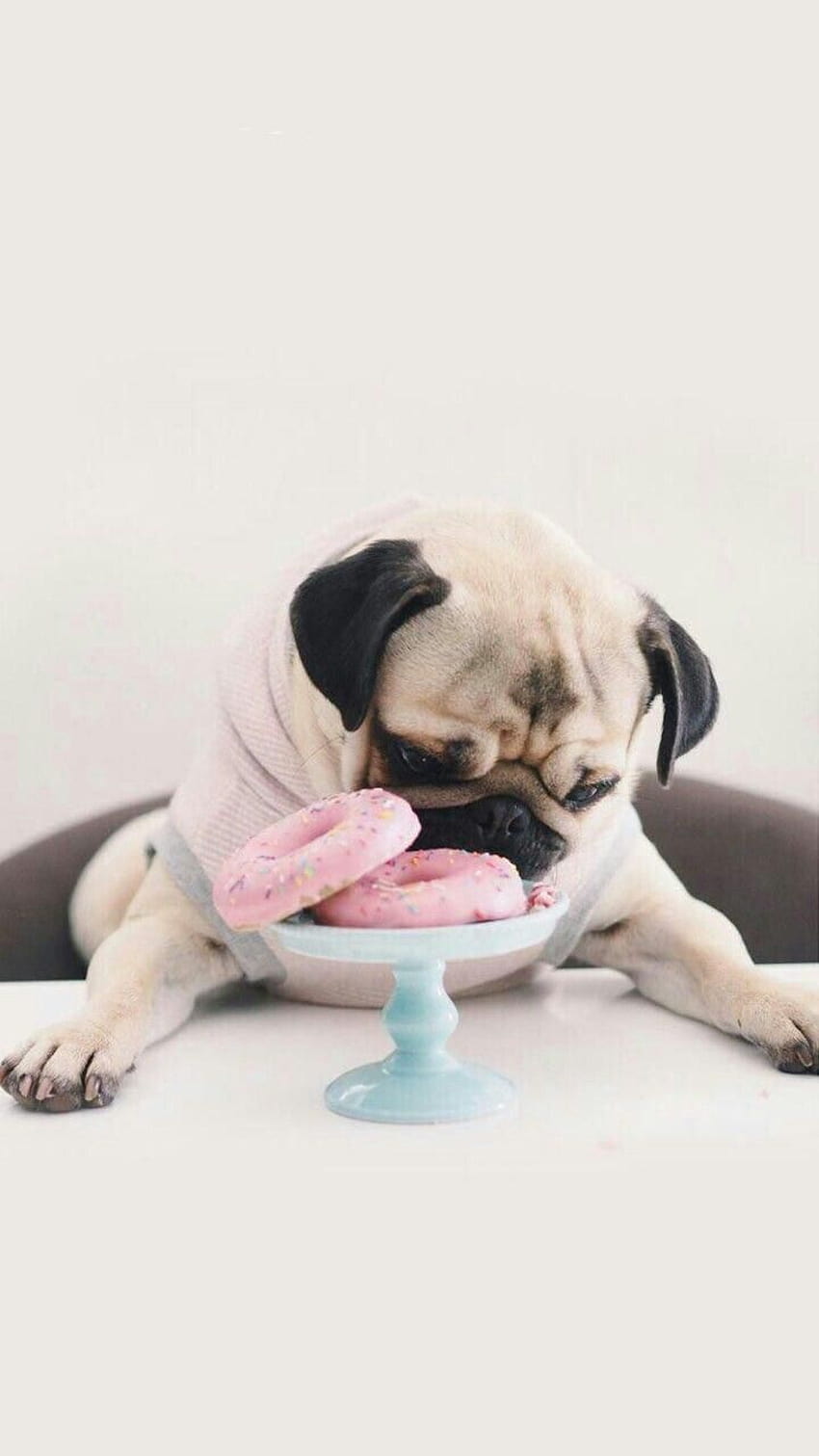 Ohhhhhhhh Lovely Dog eating donuts, pug eating a donut HD phone wallpaper