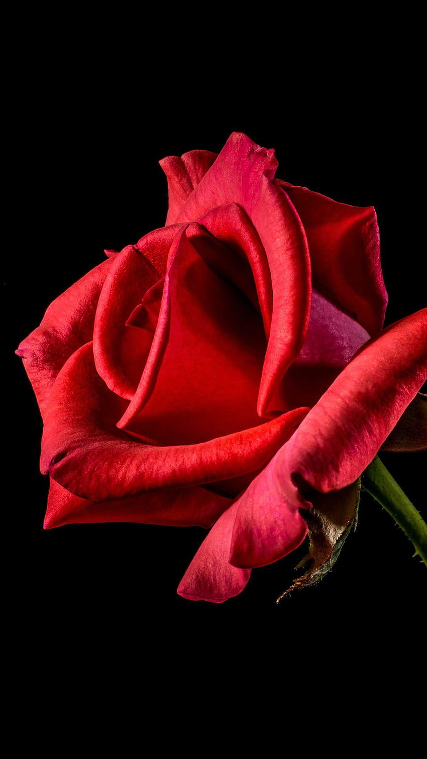 Flower Rose Red Dark Beautiful Best Nature Android HD phone wallpaper