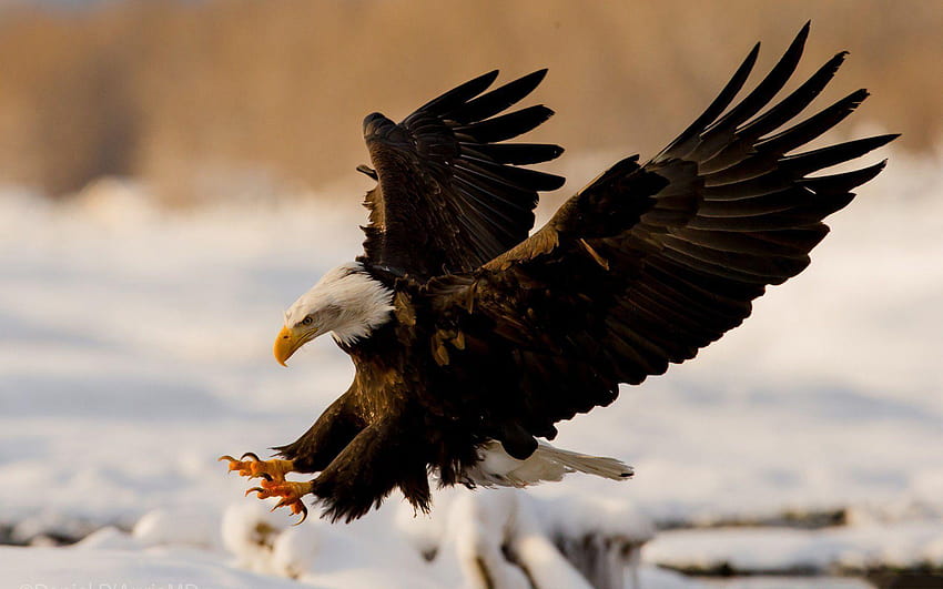 Simbol elang Amerika hitam dan putih elang botak yang cantik, elang Wallpaper HD