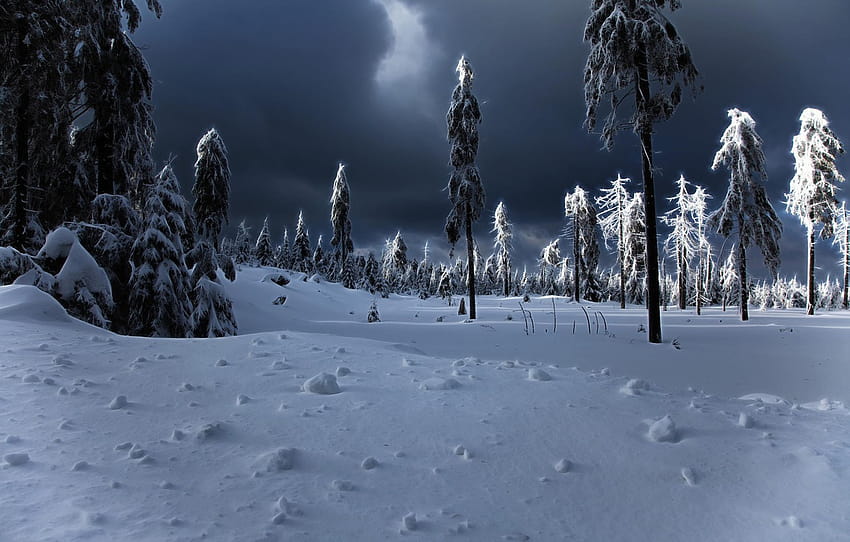 зима, сняг, снегът, дърво, зимен апокалипсис , раздел природа, апокалипсис зима HD тапет