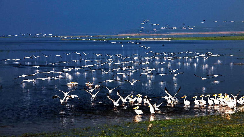 Oiseaux migrateurs de Turquie Fond d'écran HD