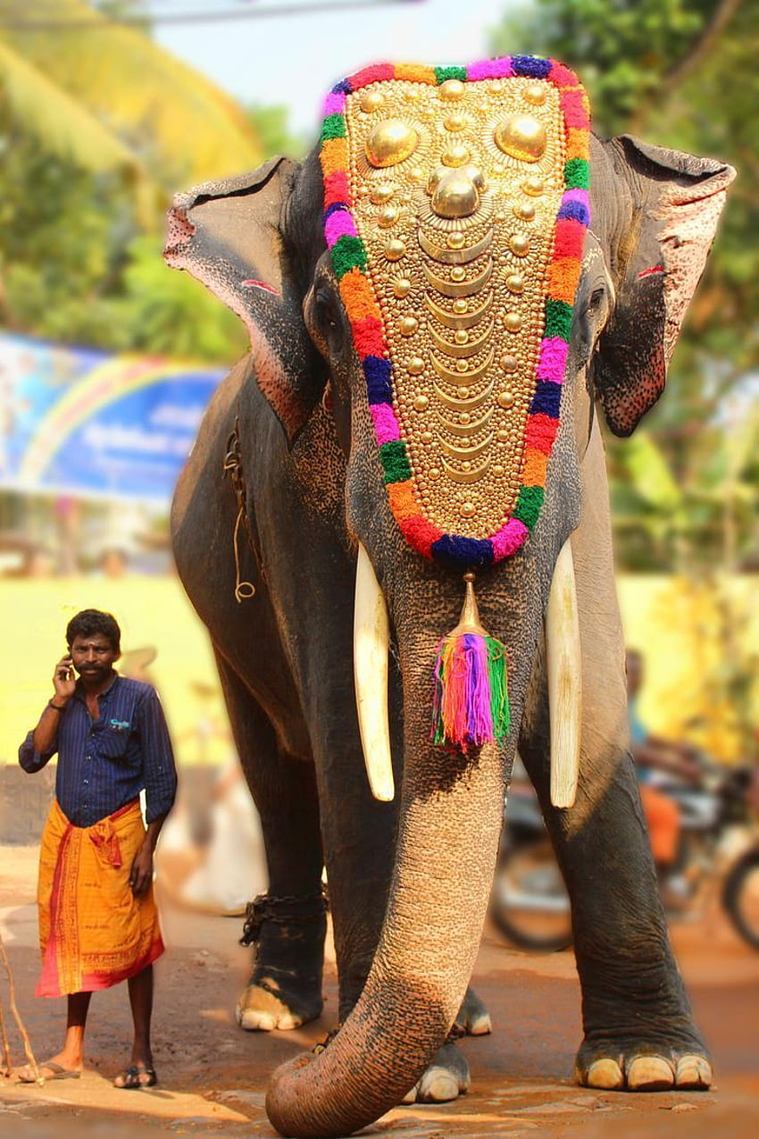 Indien Unglaublich, Elefantenkerala HD-Handy-Hintergrundbild