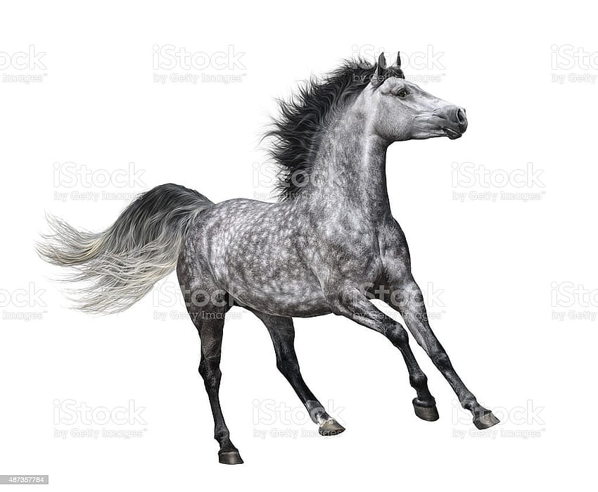 Dapplegrey Horse In Motion On White Backgrounds Stock, dapple gray horse HD wallpaper