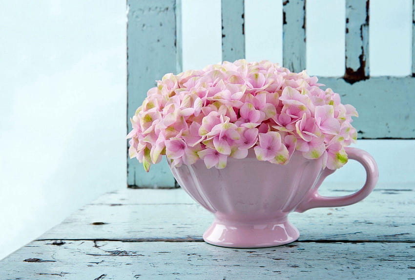 hydrangea pink cup flower HD wallpaper