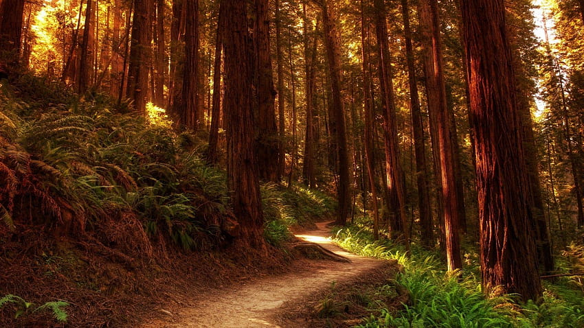 Redwood Forest Path, redwood national park HD wallpaper