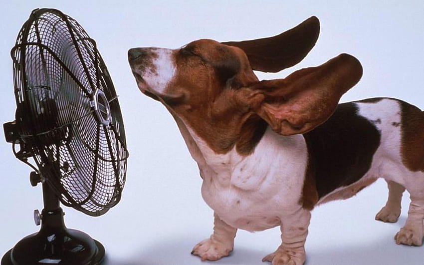 : basset hound, chien, ventilateur, soufflant, cool, rafraîchissant, basset hounds Fond d'écran HD