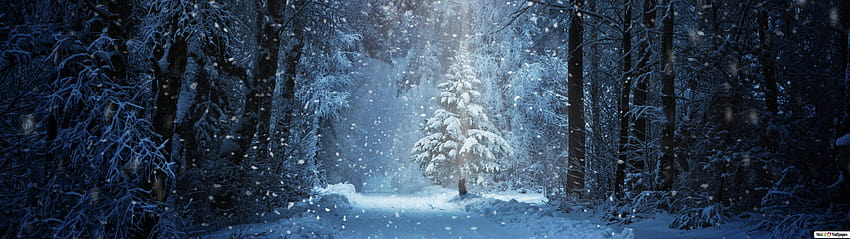 Дърво на заснежен зимен път, 5120x1440 тъмна зима HD тапет