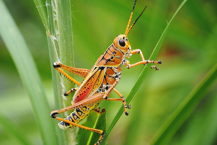 grasshopper High Resolution HD wallpaper
