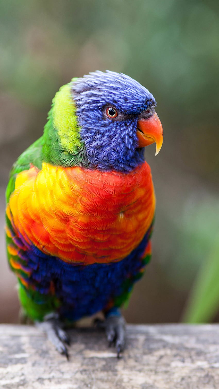 Rainbow Lorikeet Parrot Ultra Mobile wallpaper ponsel HD