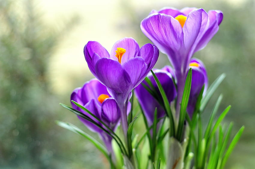 Bukiet fioletowych kwiatów, krokusów, krokusów Tapeta HD