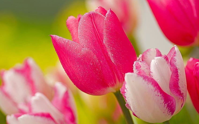 Hot Pink Flower Group, cute pink spring flowers HD wallpaper | Pxfuel