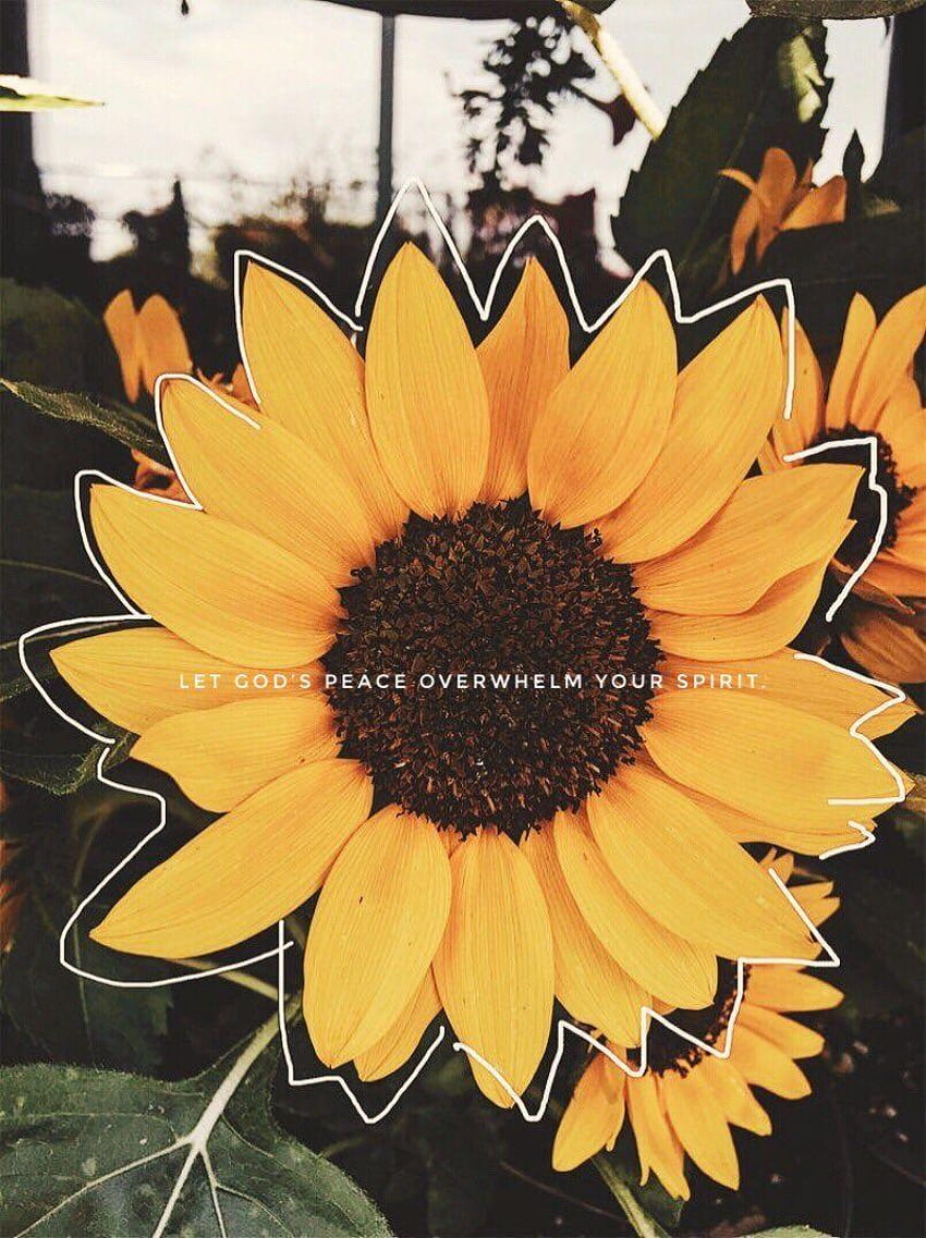 Kaylie Grant on Jesus/Worship., aesthetic sunflower HD phone wallpaper