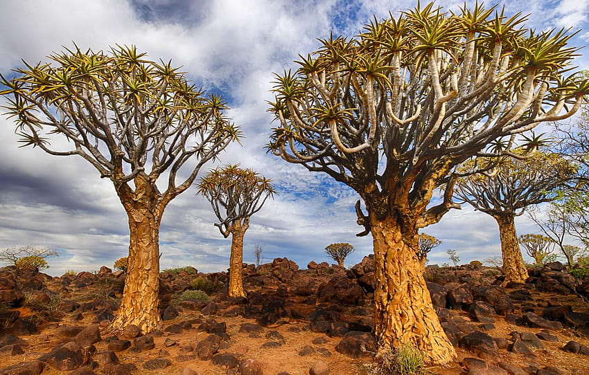 Namibia, Quiver Tree, Keetmanshoop for, quiver trees HD wallpaper