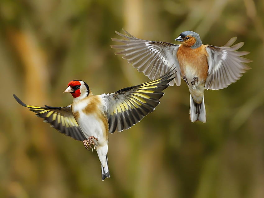 Two birds flying, goldfinch, wings 1920x1440 HD wallpaper