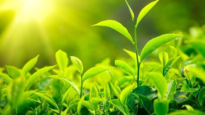 Best Green tea leaves in a tea plantation 8 [1920x1200] for your , Mobile & Tablet, tea leaf HD wallpaper