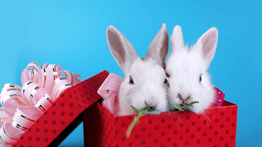 선물에 분홍색 리본이 달린 흰 토끼 한 쌍, 발렌타인 데이 토끼 HD 월페이퍼