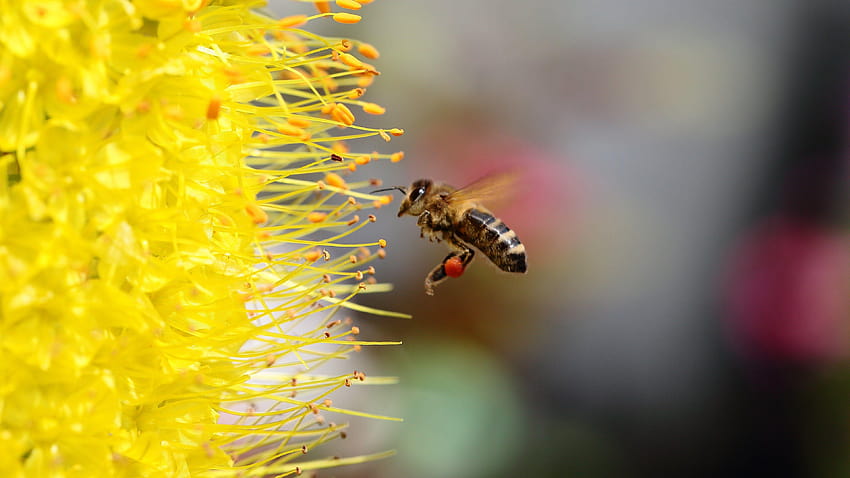 Bee collecting Pollen for Honey, honey bee HD wallpaper