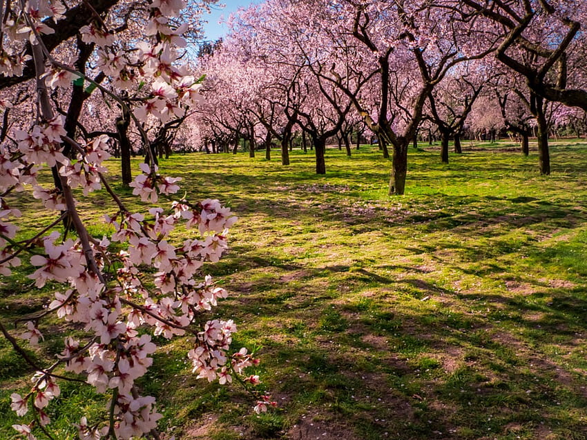 Flowering Pink Almond, almond tree HD wallpaper
