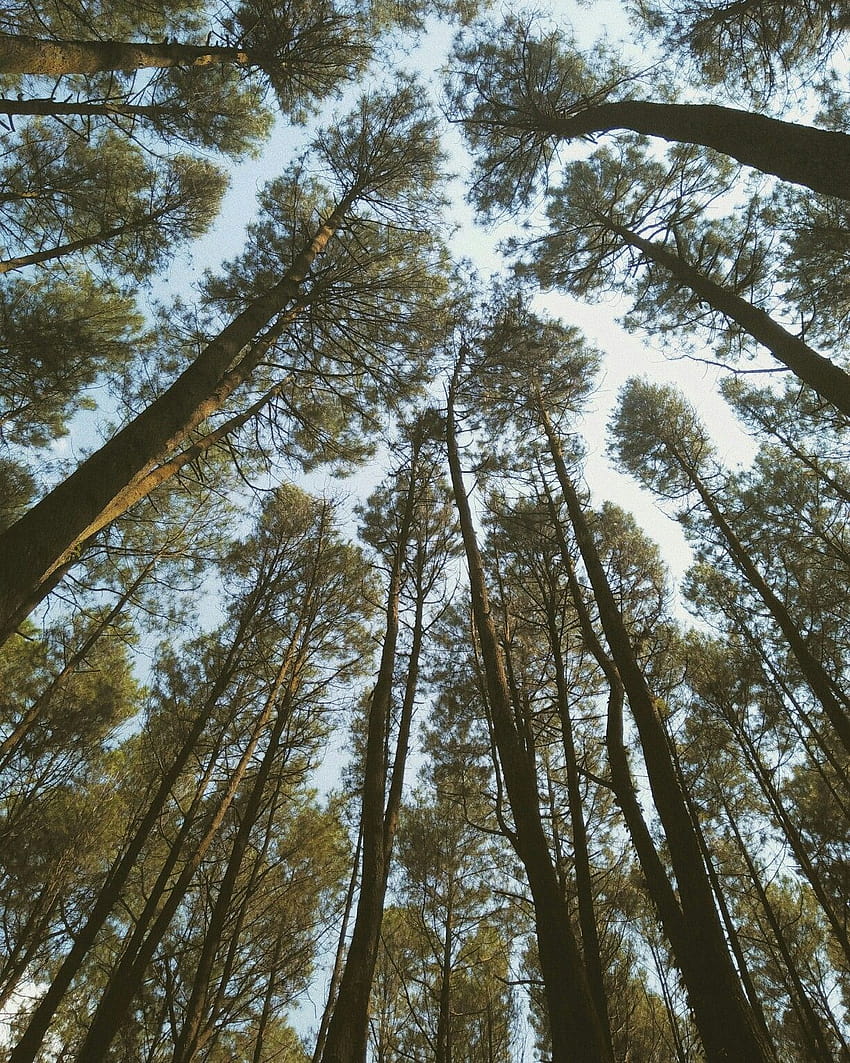 hutan pinus,lamongan,DIY wallpaper ponsel HD