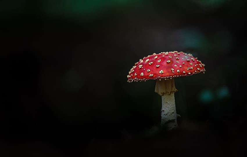 Pic123 shrooms mushroom HD phone wallpaper  Pxfuel
